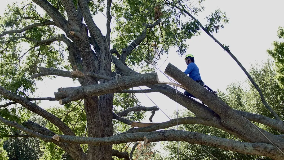 Professional Crown Thinning performed by certified arborists in Goldenrod